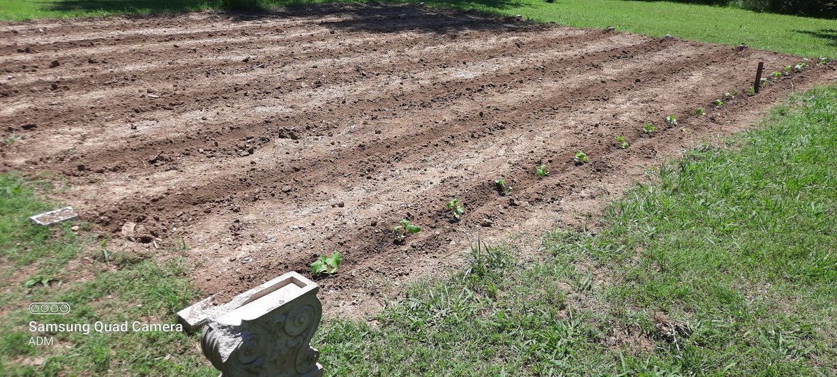 19bigsister72's tweet photo. First row in.
#Cucumber #BecauseFood #GrowSomething #Gardening https://t.co/OUKajPN01h