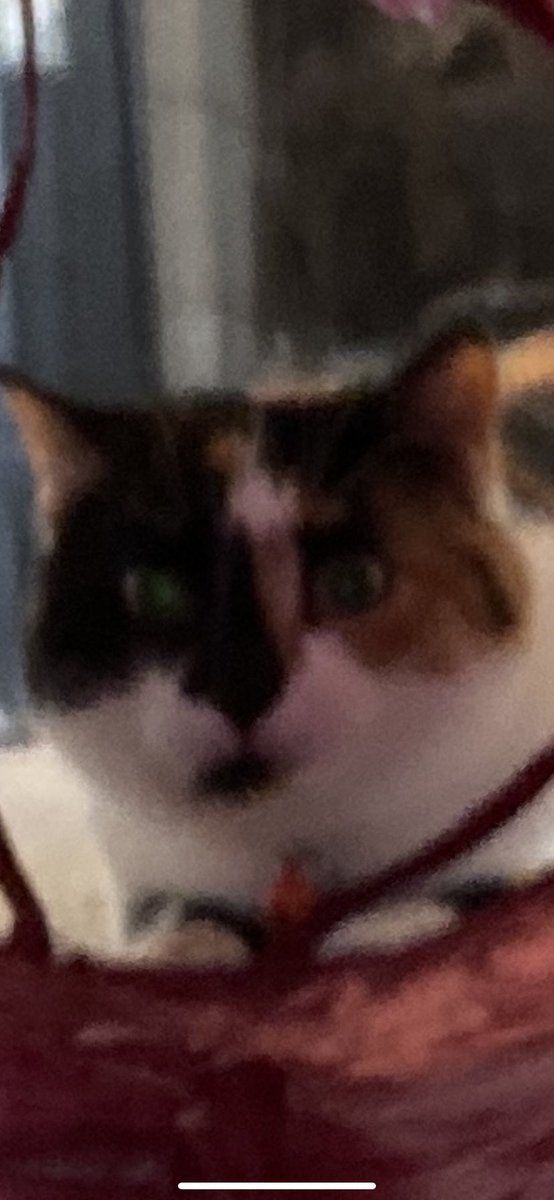 ElliotTalks's tweet photo. @ellle_em zoomies time https://t.co/L29QjoSEtI