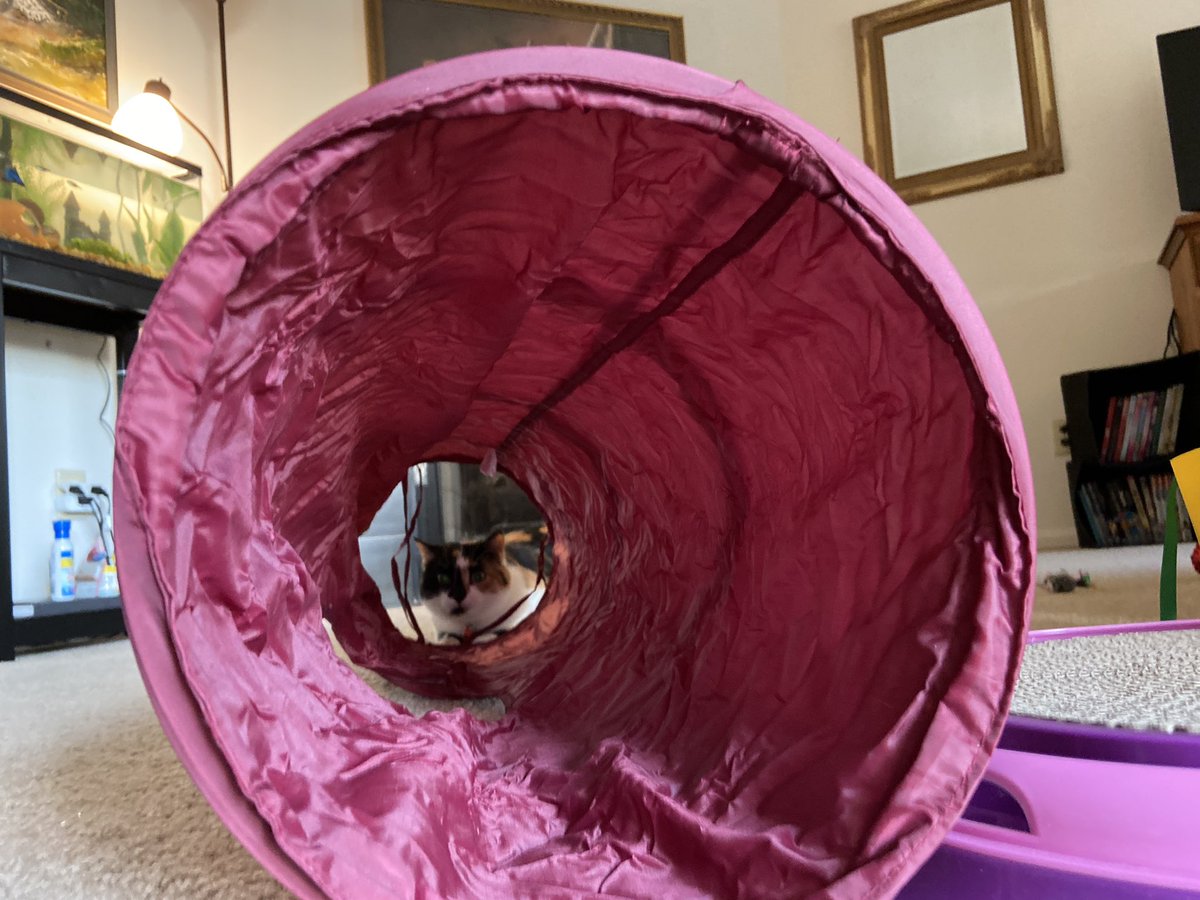 ElliotTalks's tweet photo. @ellle_em zoomies time https://t.co/L29QjoSEtI