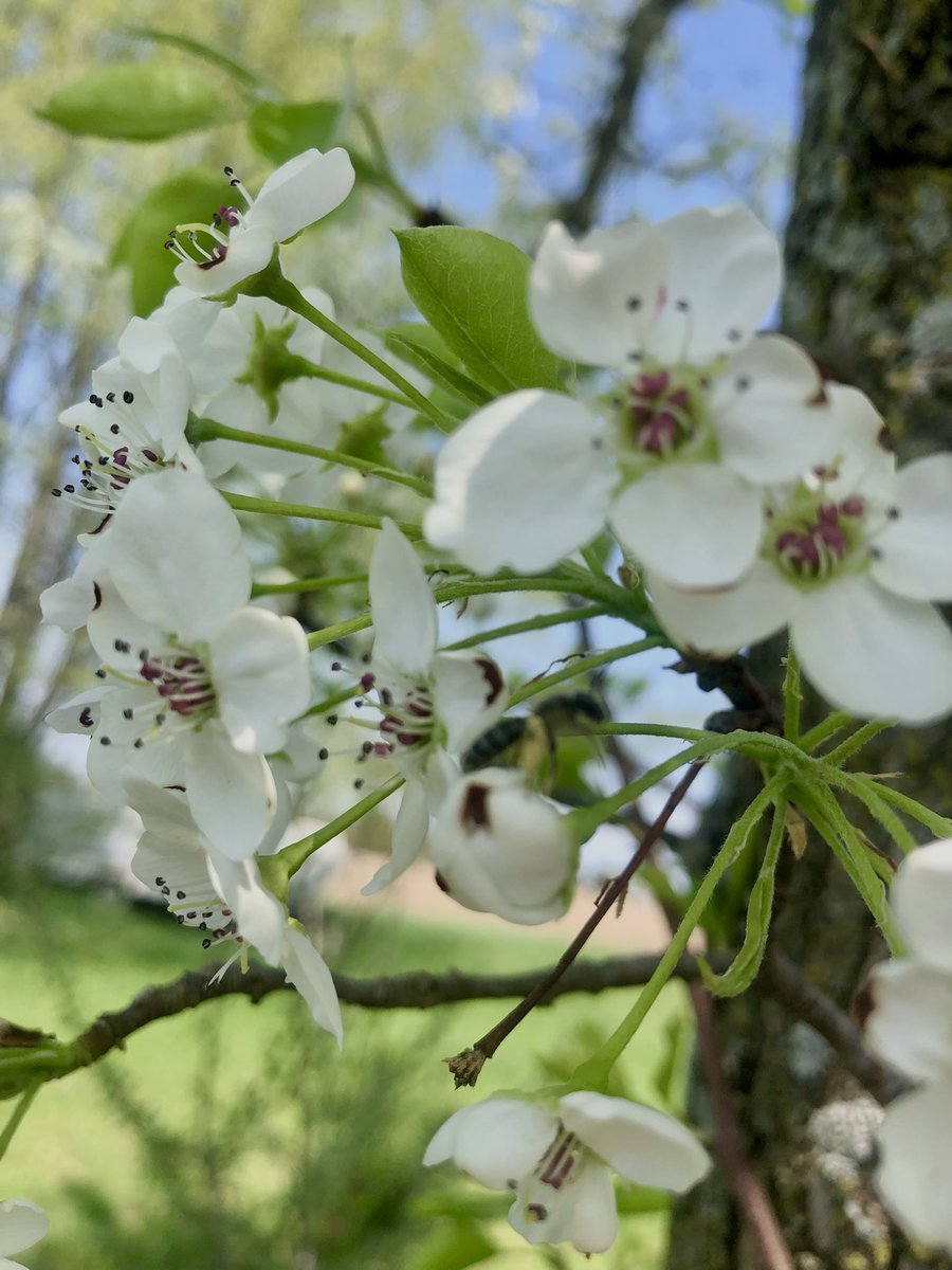 #naturelovers #NatureBeauty #flowers #trees #beautiful #gardening #prettytrees