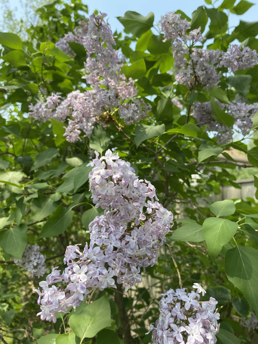 virtualpenny's tweet photo. The best way to write #marketing content..the sun is shining, the birds are singing, and the air smells like lilacs. #spring #maybesummer https://t.co/rr9ZCpeaG6