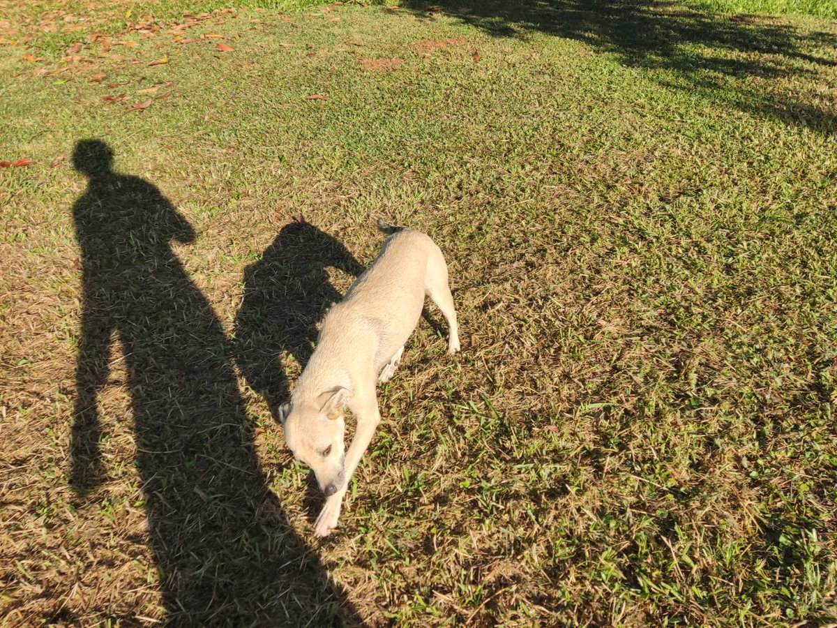 salvandohocicos's tweet photo. Necesitamos un super padrino/madrina de castración para esta peludita que fue abandonada por sus dueños, algunos vecinos le albergaron temporalmente pero necesita castrarse antes que vuelva a entrar en celo y también conseguir nuevo hogar.

Aporte 120.000 GS 
WhatsApp 0981919321 https://t.co/Da0u4TP6pu