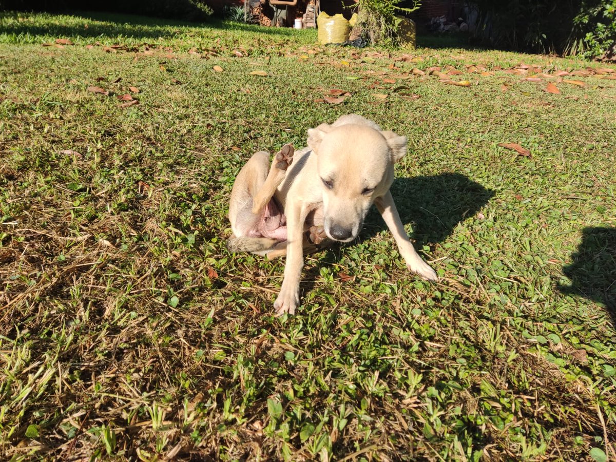 salvandohocicos's tweet photo. Necesitamos un super padrino/madrina de castración para esta peludita que fue abandonada por sus dueños, algunos vecinos le albergaron temporalmente pero necesita castrarse antes que vuelva a entrar en celo y también conseguir nuevo hogar.

Aporte 120.000 GS 
WhatsApp 0981919321 https://t.co/Da0u4TP6pu