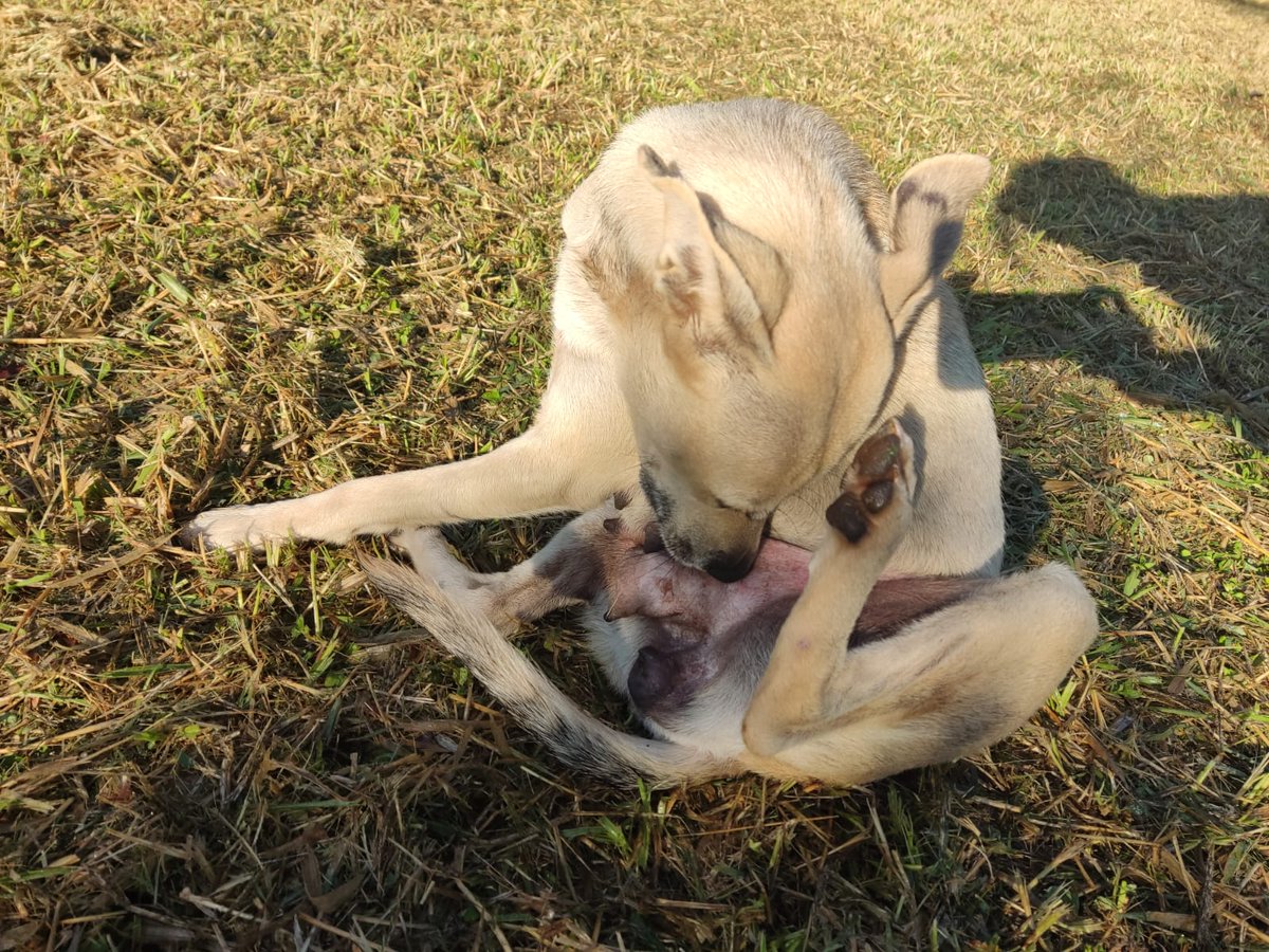 salvandohocicos's tweet photo. Necesitamos un super padrino/madrina de castración para esta peludita que fue abandonada por sus dueños, algunos vecinos le albergaron temporalmente pero necesita castrarse antes que vuelva a entrar en celo y también conseguir nuevo hogar.

Aporte 120.000 GS 
WhatsApp 0981919321 https://t.co/Da0u4TP6pu