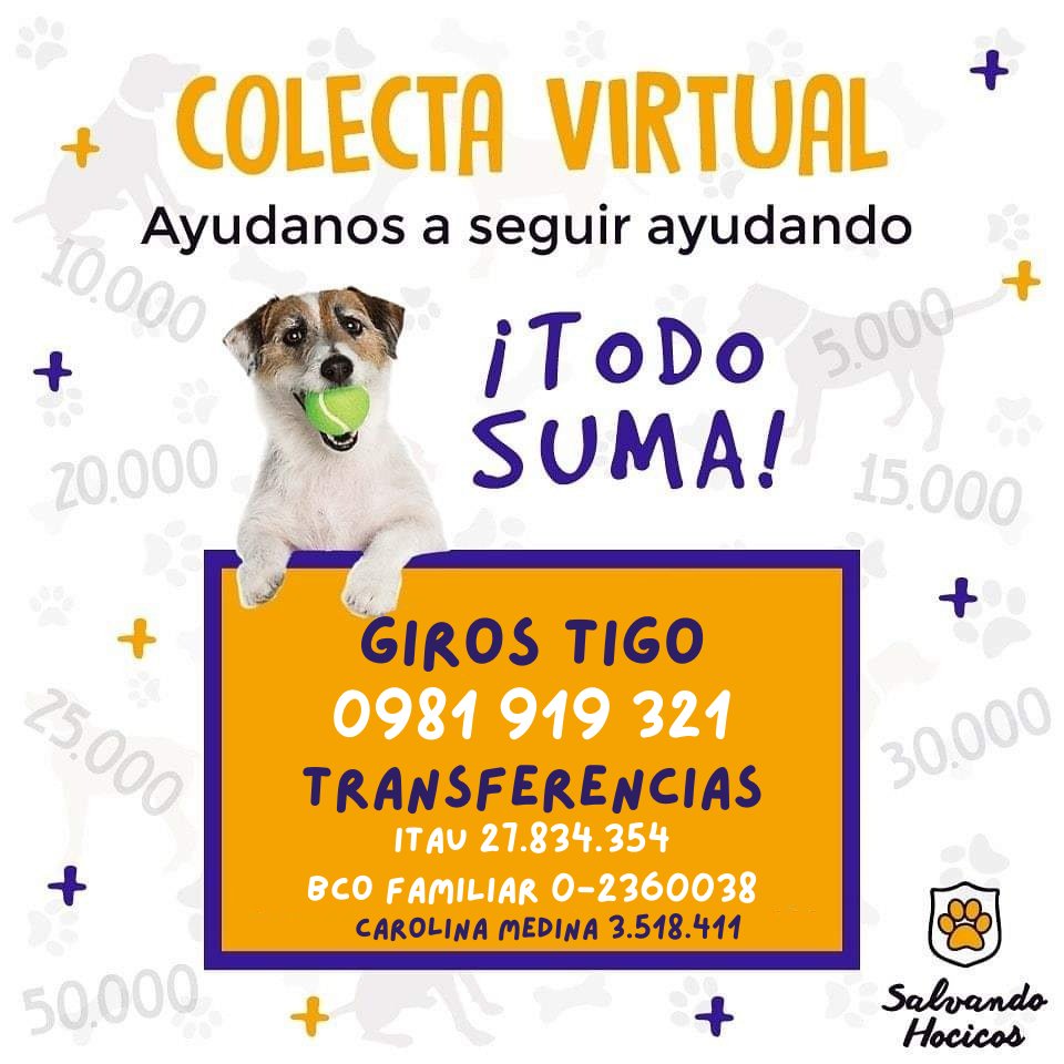 salvandohocicos's tweet photo. Necesitamos un super padrino/madrina de castración para esta peludita que fue abandonada por sus dueños, algunos vecinos le albergaron temporalmente pero necesita castrarse antes que vuelva a entrar en celo y también conseguir nuevo hogar.

Aporte 120.000 GS 
WhatsApp 0981919321 https://t.co/Da0u4TP6pu