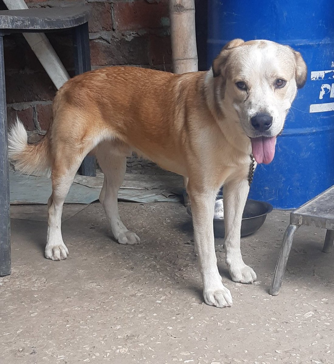 AlertaMePerdi's tweet photo. #PERDIDO #GUAYAQUIL
Nombre: #DAYKO
Fecha: 08/05/22
Sector: Sur, Calle A y calle 26.
Sexo: Macho.
Raza: Mestizo.
Obsv.: Una lágrima color negro en el ojo derecho.
Contacto: 0989516339
¡Ayúdalo a volver con su familia!
#AlertaMePerdí https://t.co/ZR1WDJgPqW