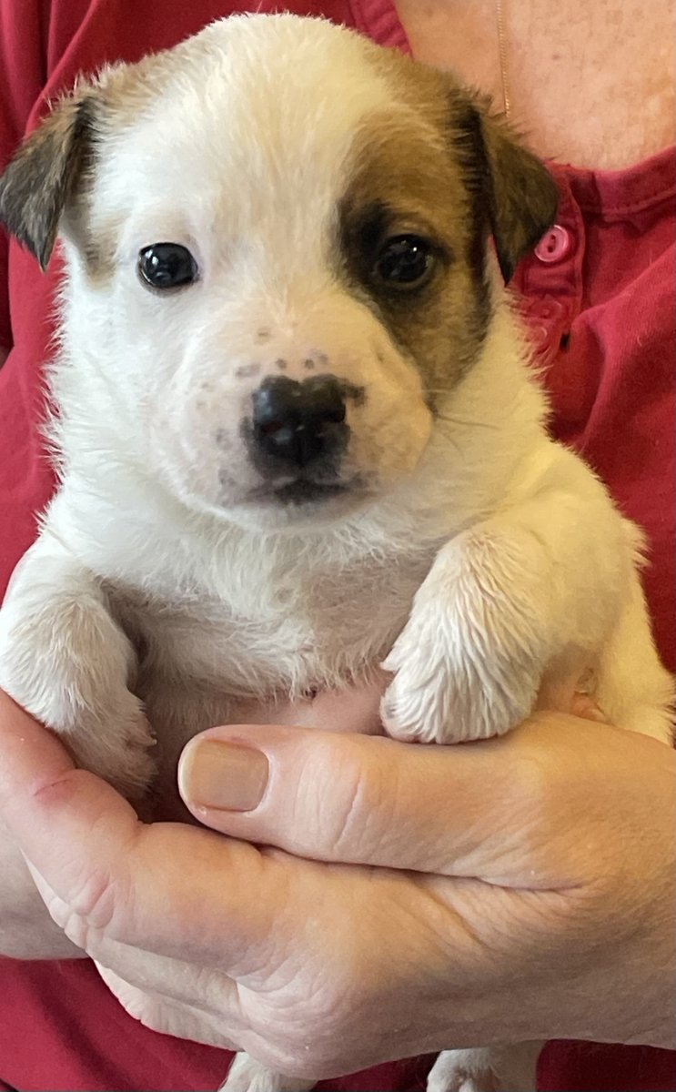 FindABuddyNYC's tweet photo. Schnitzel is looking for a loving family! https://t.co/sFmHeO8Fgq https://t.co/zc3g12WghP