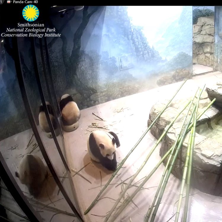 PookieDigi4Ever's tweet photo. Little Cheej eating boo shoots while sitting on his donut ๐ฉ booster seat ๐ช. ๐ #PandaStory #JBHC #IFitISit @DodgerAmes @CharmCityPanda @kathybowler @sweetg12651 @bluestone356 @LoveofPandas1 @taylorcava @BeccaInBalt @jeanniemouse1 @miraclecubbull1 https://t.co/dy52kBn1RG