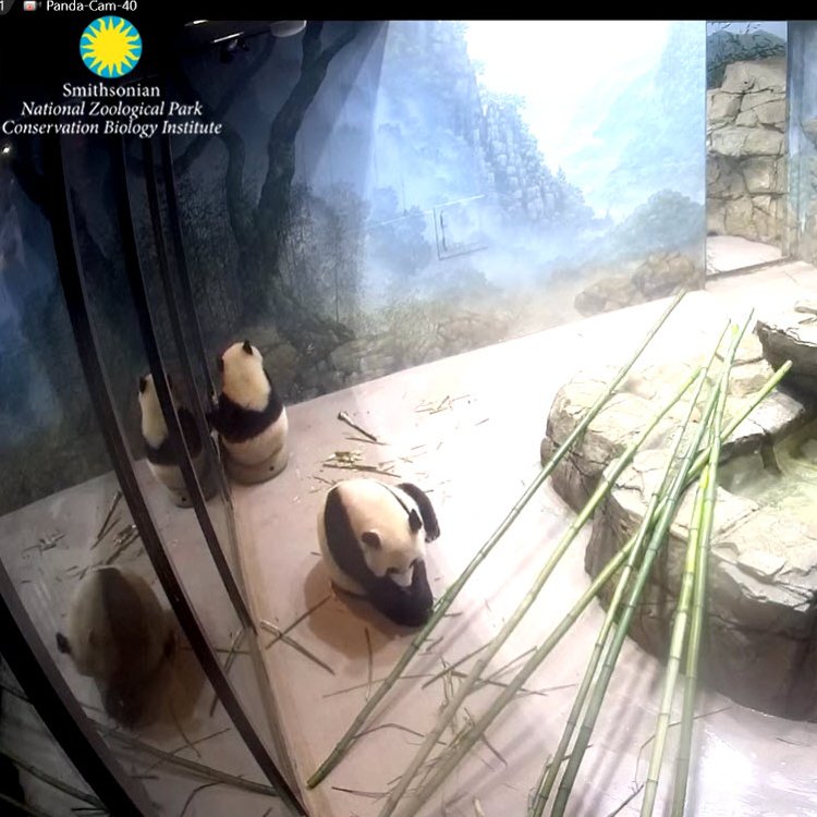 PookieDigi4Ever's tweet photo. Little Cheej eating boo shoots while sitting on his donut ๐ฉ booster seat ๐ช. ๐ #PandaStory #JBHC #IFitISit @DodgerAmes @CharmCityPanda @kathybowler @sweetg12651 @bluestone356 @LoveofPandas1 @taylorcava @BeccaInBalt @jeanniemouse1 @miraclecubbull1 https://t.co/dy52kBn1RG