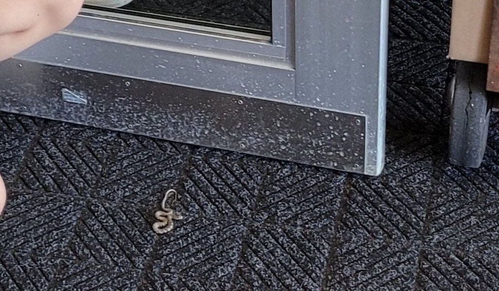 DelightedDeMoss's tweet photo. Found a snake in the entryway as we brought in our yearbooks this morning--never a dull moment @PioneerRidge_MO 

@mestes31, I might need hazard pay after this! https://t.co/FqjUuQzRia