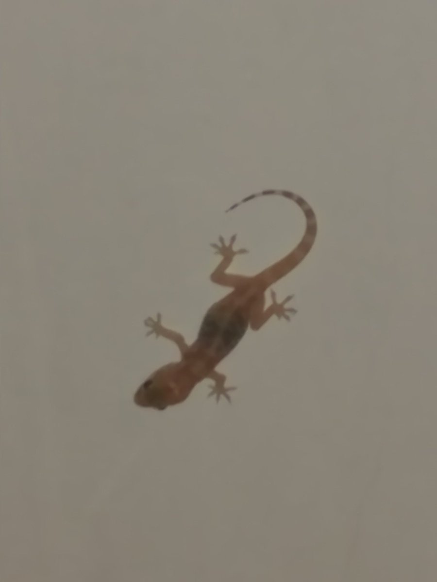 ONIchan_cm's tweet photo. I found this little fella crawling on the ceiling
Its so fukin cute i killed it... https://t.co/q7BlPiTbw9