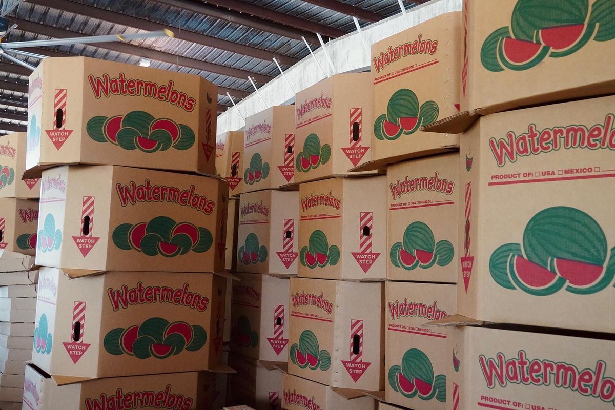 LittleBearTX's tweet photo. Texas watermelons rolling fresh off the line 🍉
#littlebearproduce #melon #texasproduce #watermelon #watermelonseason https://t.co/4TRAQO8is1