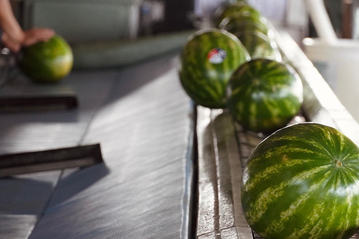 LittleBearTX's tweet photo. Texas watermelons rolling fresh off the line 🍉
#littlebearproduce #melon #texasproduce #watermelon #watermelonseason https://t.co/4TRAQO8is1