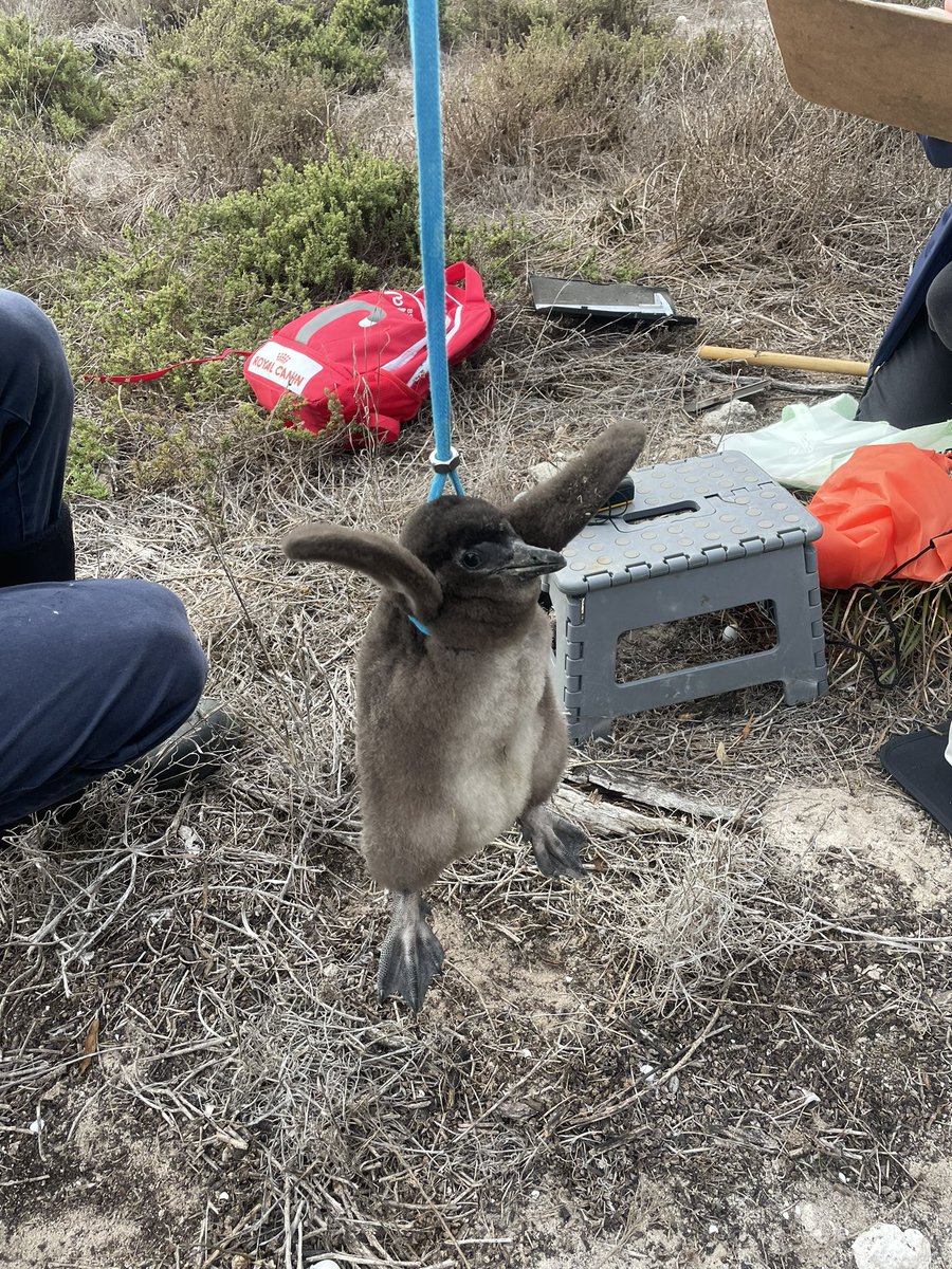 SkyeLi27's tweet photo. Chick condition check🐧(it’s all about getting pooed on) also saw a Cape dwarf chameleon today https://t.co/Nz7g7auyCG