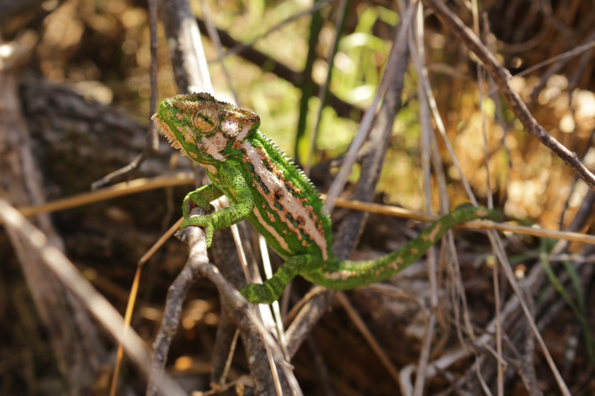 SkyeLi27's tweet photo. Chick condition check🐧(it’s all about getting pooed on) also saw a Cape dwarf chameleon today https://t.co/Nz7g7auyCG