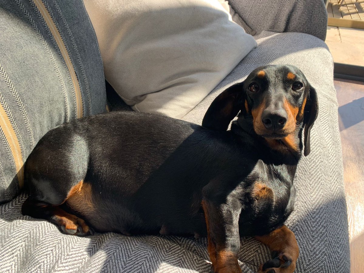 RobHodges23's tweet photo. Ready to pop! #Dachshund #puppies #babies https://t.co/yZg43cMgwv