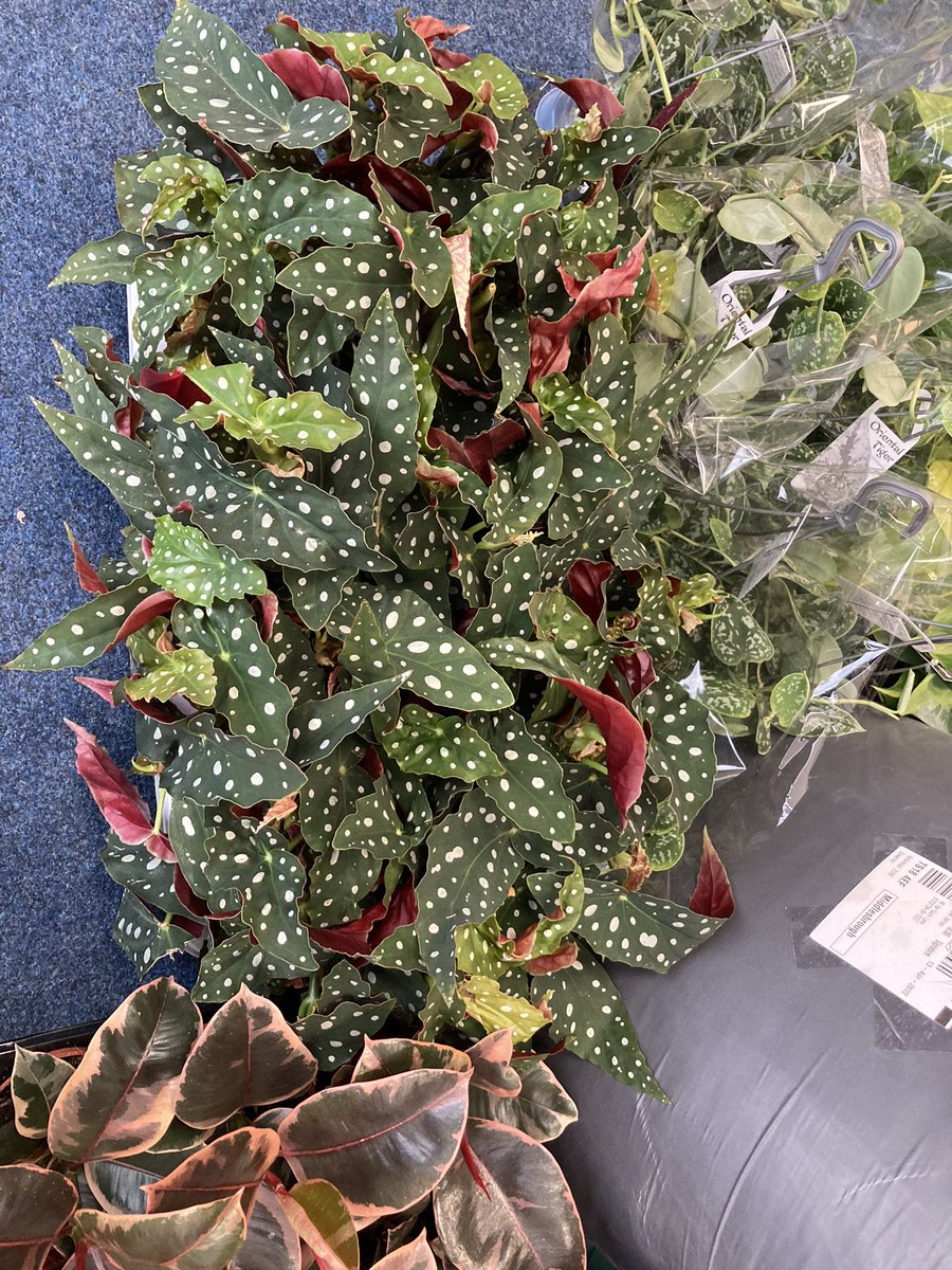 GaryAPhilipson's tweet photo. These guys @WorkshopPlant have a brilliant story! They have a wonderful visit to @The_RHS Chelsea Flower show. Hear their story tomorrow on @BBCTees @BBCSounds https://t.co/FfOE7lXE7s