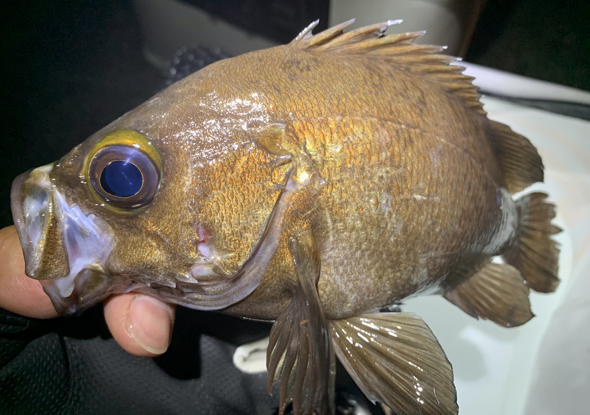 See Madengi S Tweet On May 12 22 Twitter See Madengi S Tweet On May 12 22 Twitter