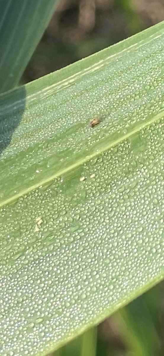 Midcoastipm's tweet photo. Finding Sugarcane aphids on Johnsongrass but not in the sorghum yet. Need to be watching for aphids in the sorghum. https://t.co/kKZDV4UEIT