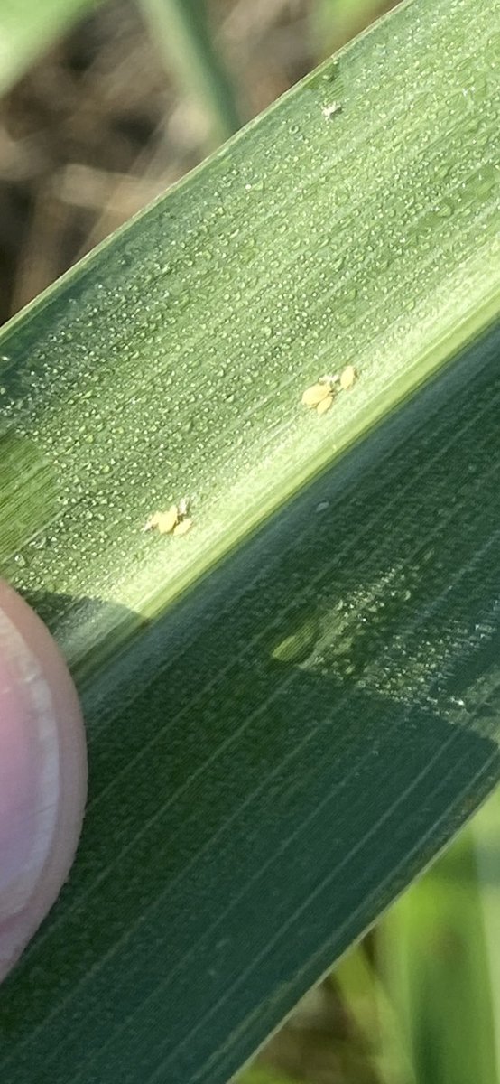 Midcoastipm's tweet photo. Finding Sugarcane aphids on Johnsongrass but not in the sorghum yet. Need to be watching for aphids in the sorghum. https://t.co/kKZDV4UEIT