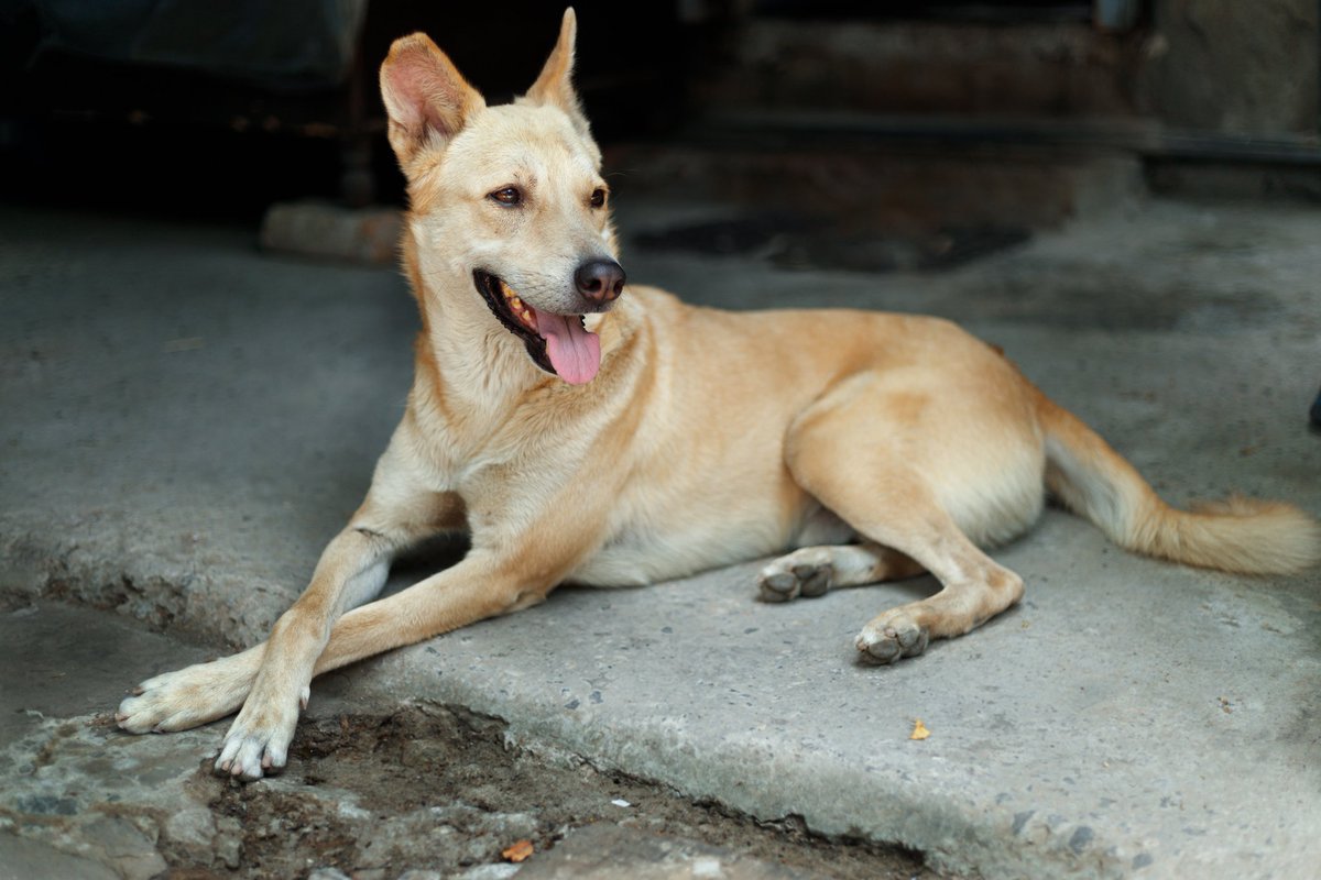 AdvikaClicks's tweet photo. Photographing streets my first love.....
#streetphotography #streetdog #dogphotography #dogs #canonphotography #canoneosr #canonindia #canonshooter https://t.co/evNqIwhXJn