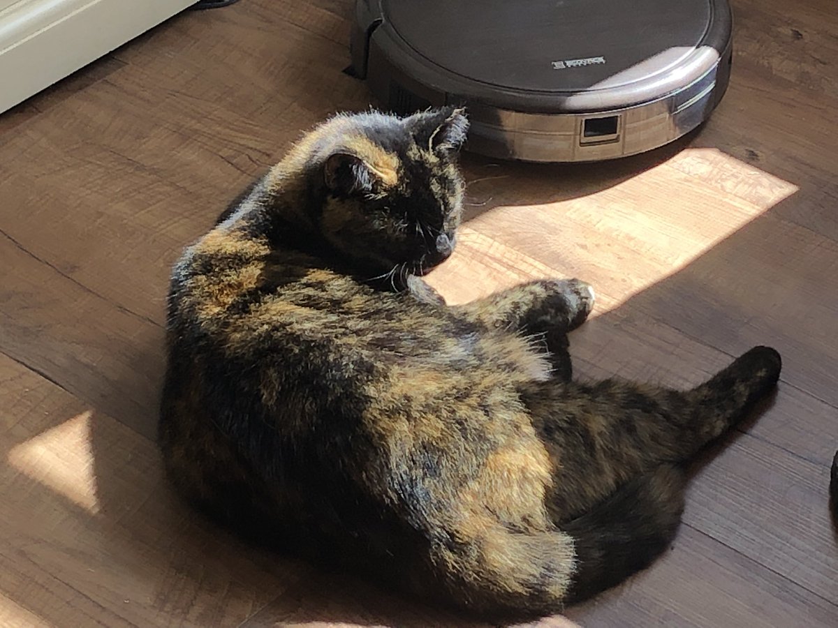 GThing63's tweet photo. Lots of sunpuddling and snoozing going on amongst my coworkers today. #CatsOfTwitter #TurkeysOfTwitter #HybridWorking https://t.co/kKXZ2S3uH5