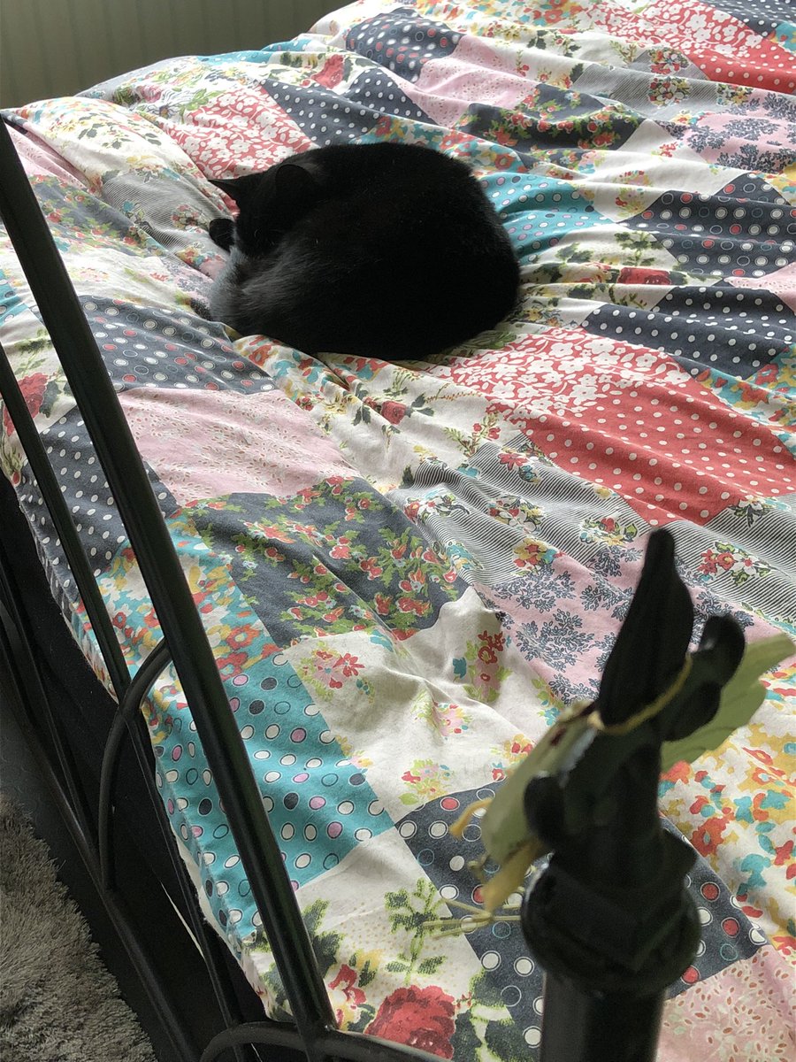 GThing63's tweet photo. Lots of sunpuddling and snoozing going on amongst my coworkers today. #CatsOfTwitter #TurkeysOfTwitter #HybridWorking https://t.co/kKXZ2S3uH5