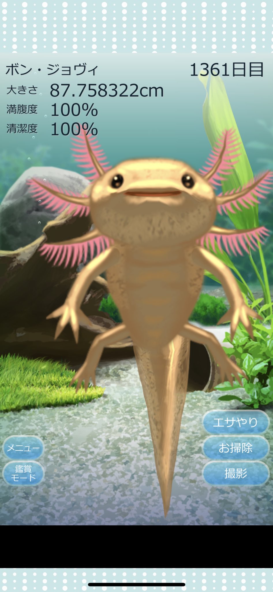 ずみ もはやオオサンショウウオで草 ウーパールーパー育成ゲーム T Co Hgfuvx8ngk Twitter ずみ もはやオオサンショウウオで草 ウーパールーパー育成ゲーム T Co Hgfuvx8ngk Twitter