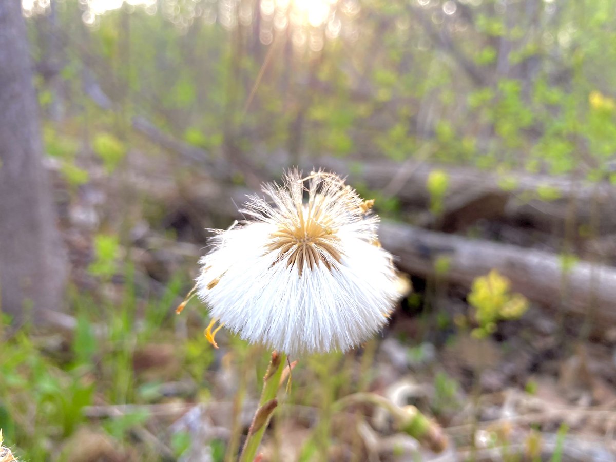 geekchef's tweet image. #goodmorning #thursday #morningwalk 

#roadsideattraction #flowers #fleurs #sunrise #sunrisephotography #spring #ottawa #nature #naturephotography #shareyourweather #stormhour #aylmer #aylmerqc #aylmerquebec #gatineau #outaouais