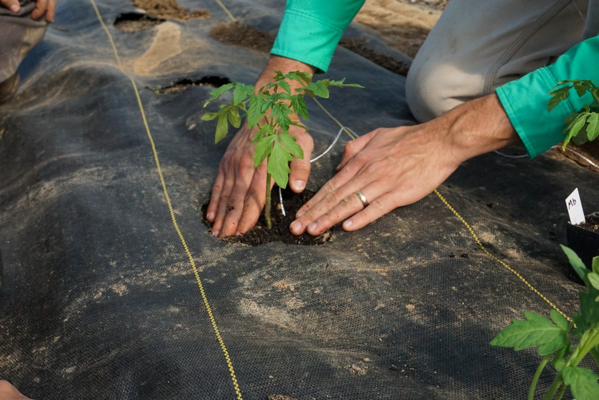 Tomatoes planted in high tunnels✔️
The students helped plant grafted French heirloom tomatoes. Dr. Matt Bertucci broke down the specifics of transplanting grafted plants; this can be tricky! Safe to say, this was a great learning opportunity for the students. 
 #farmschool