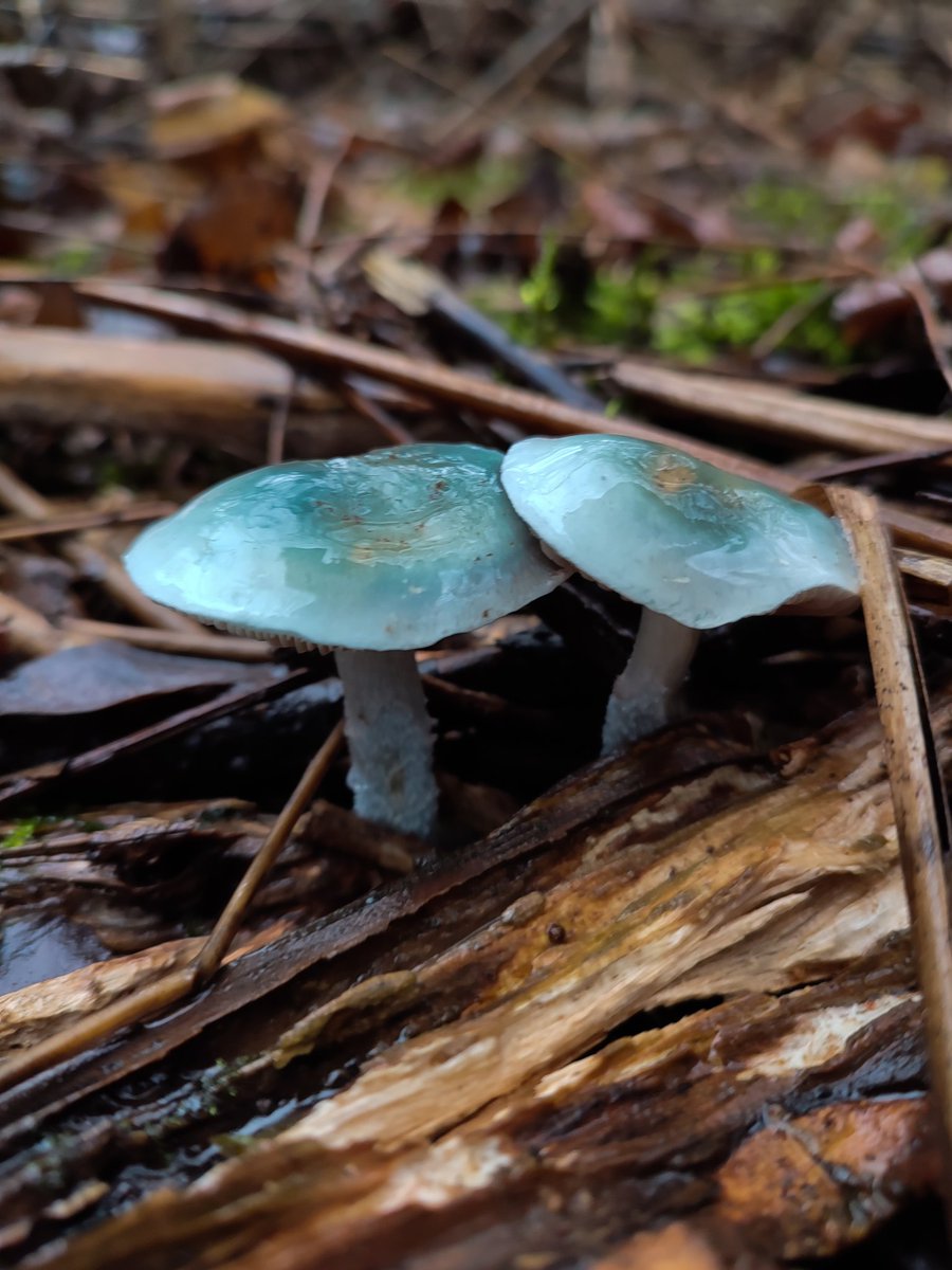 simonazorochka's tweet photo. Wild #mushrooms Stropharia aeruginosa
#nftphotography https://t.co/qlDgGwFA4p