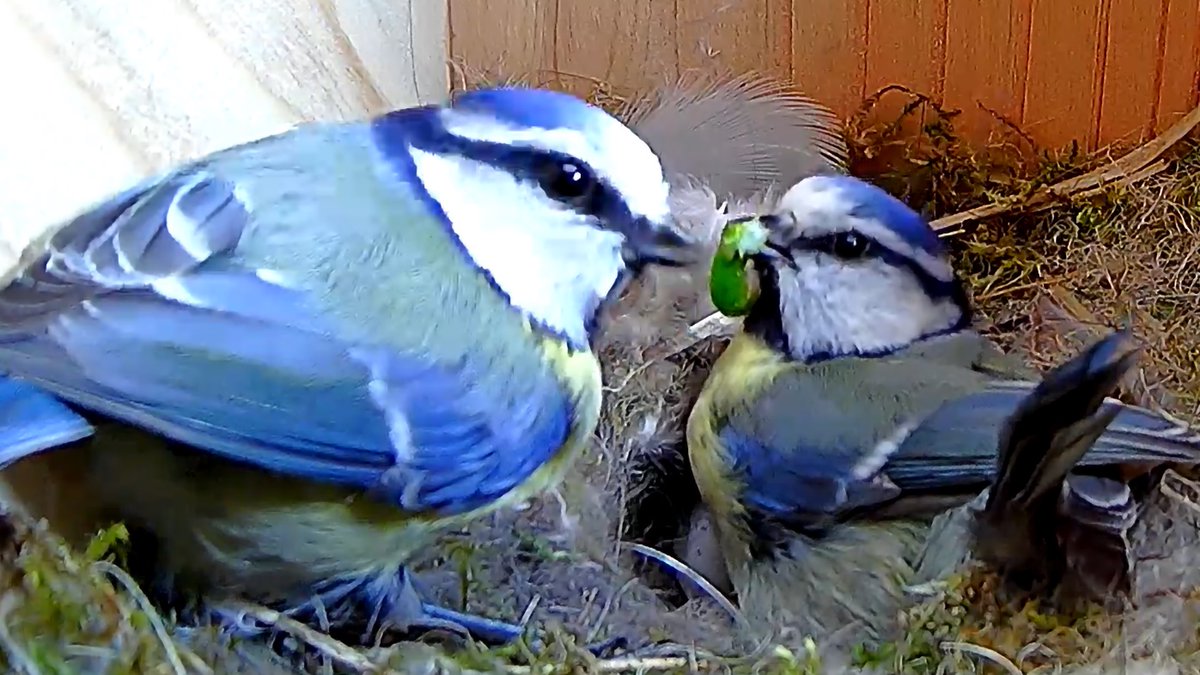 LiveNestBoxCam's tweet photo. Blue Tit Family Portrait.

Cooper (left), a little egg, an unlucky caterpillar and Minnie (right)!

There is 6 eggs, which'll hatch in 10 days. Until then Minnie spends her day incubating the eggs whilst Cooper gets her food.

https://t.co/47jgPVDjqk

#bluetit #bluetits #nestcam https://t.co/orPyZvjP8z