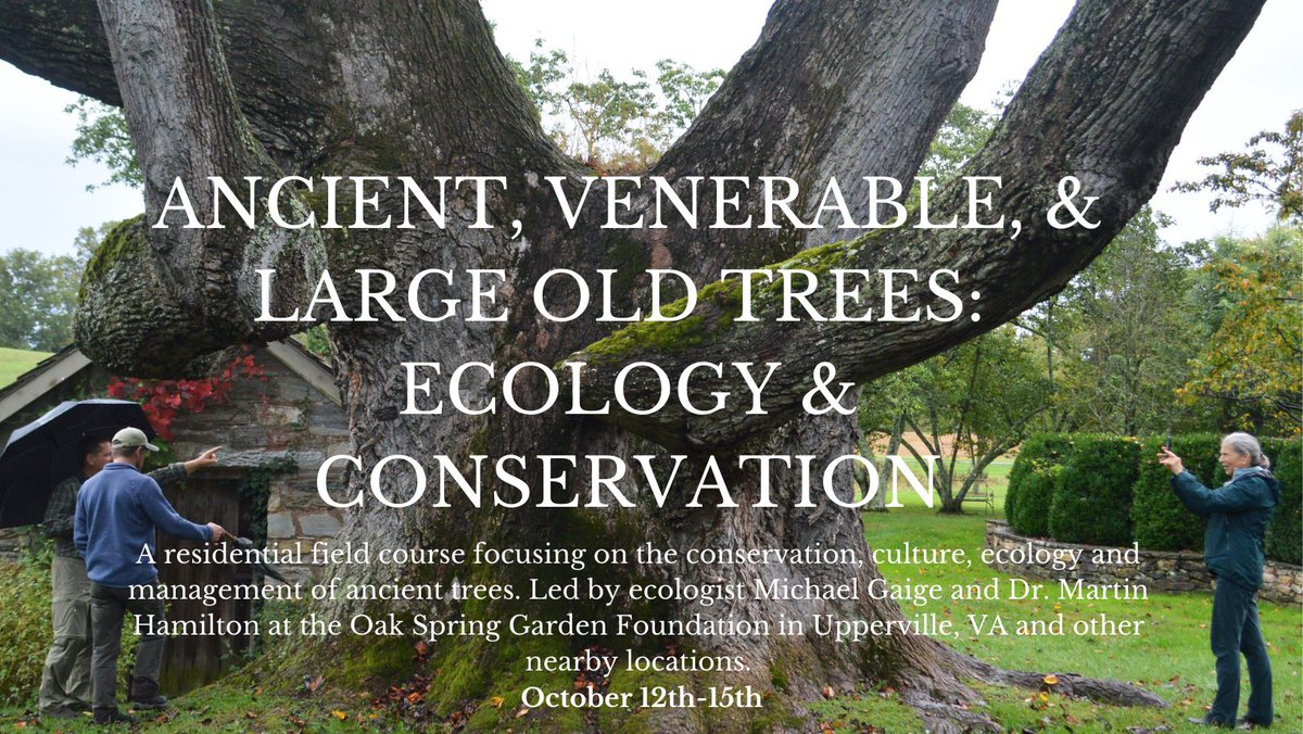 oak_spring's tweet photo. Interested in exploring some of Virginia's most incredible ancient trees? Come out to OSGF this October for our popular residential field course, "Ancient, Venerable, and Large Old Trees: Ecology and Conservation". Details and application at https://t.co/VlawJ4mMTG https://t.co/oFEWt5qZ54