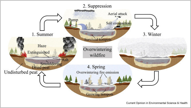 Zombie fires: The four stage of an overwintering wildfire caused by smouldering combustion of histosols in the Arctic (by Santoso 2021, CC-BY). Fig 10 of this paper doi.org/10.1016/j.coes…