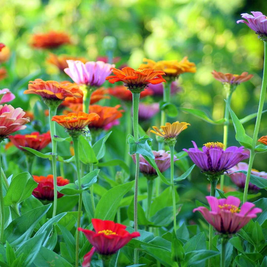 The_EliminatorP's tweet image. Spring is in full bloom! Our expert gardening team at The Eliminator can get your garden blooming and beautiful! What flowers do you love to have in your garden?

#vermontlandscaping #landscapingservices #vermontspring #gardeners
