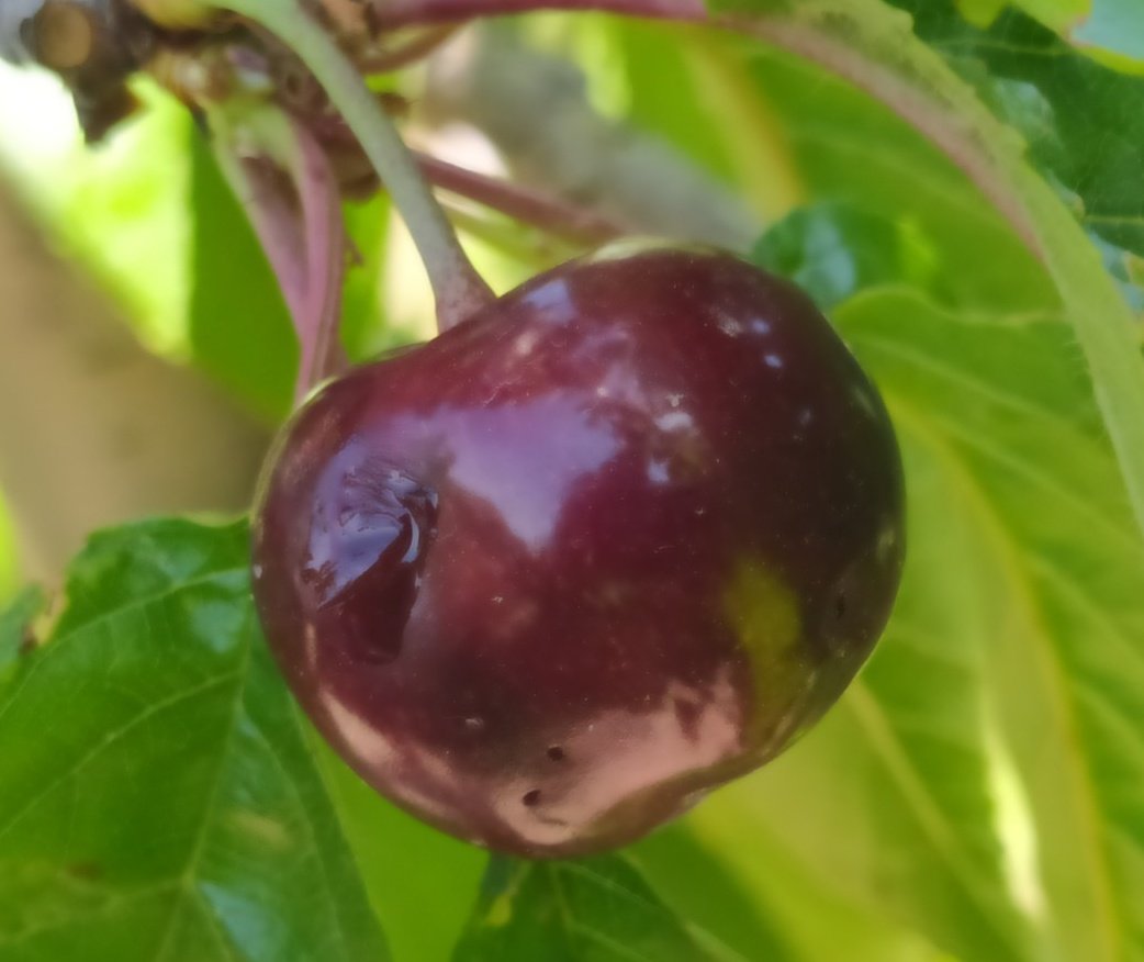 redfaragon's tweet photo. En las comarcas de #Valdejalon y #Caspe se han detectado los primeros daños de #Drosophila suzukii en #cerezo 🍒
➡️Las altas temperaturas y la baja humedad pueden atenuar los daños ⬅️ 
Gracias P. Salanova y D.Ariño https://t.co/VuDoXP6nWs