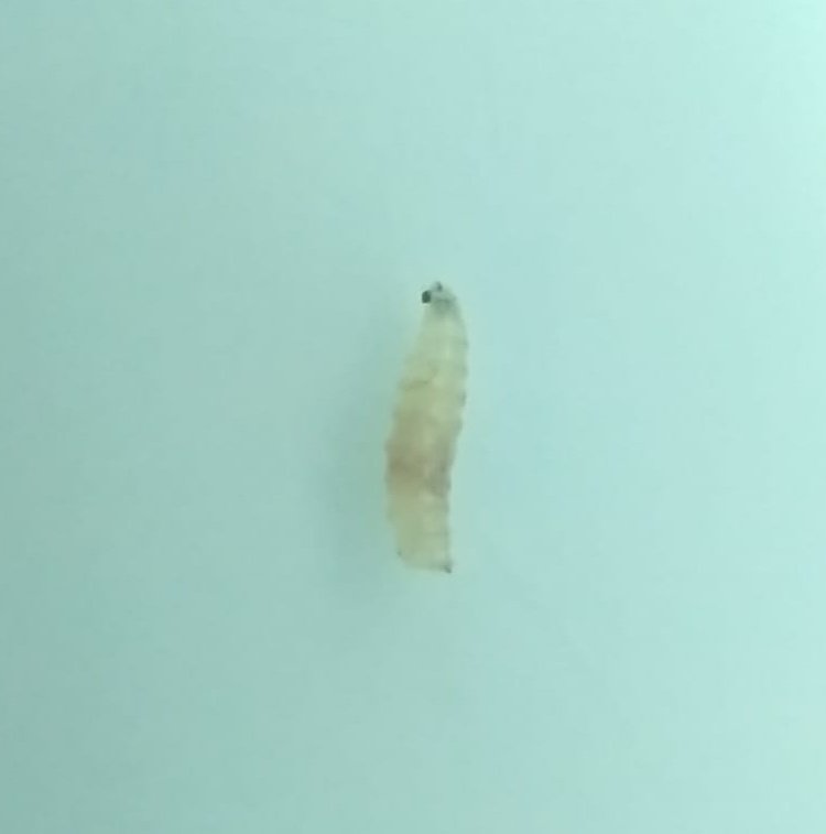 redfaragon's tweet photo. En las comarcas de #Valdejalon y #Caspe se han detectado los primeros daños de #Drosophila suzukii en #cerezo 🍒
➡️Las altas temperaturas y la baja humedad pueden atenuar los daños ⬅️ 
Gracias P. Salanova y D.Ariño https://t.co/VuDoXP6nWs
