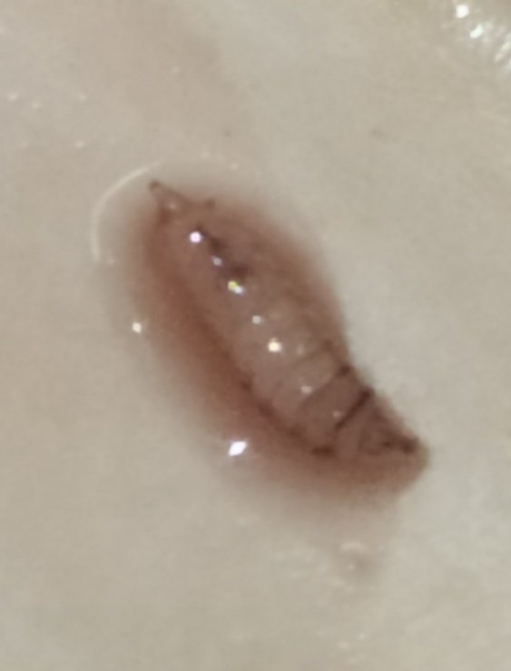 redfaragon's tweet photo. En las comarcas de #Valdejalon y #Caspe se han detectado los primeros daños de #Drosophila suzukii en #cerezo 🍒
➡️Las altas temperaturas y la baja humedad pueden atenuar los daños ⬅️ 
Gracias P. Salanova y D.Ariño https://t.co/VuDoXP6nWs