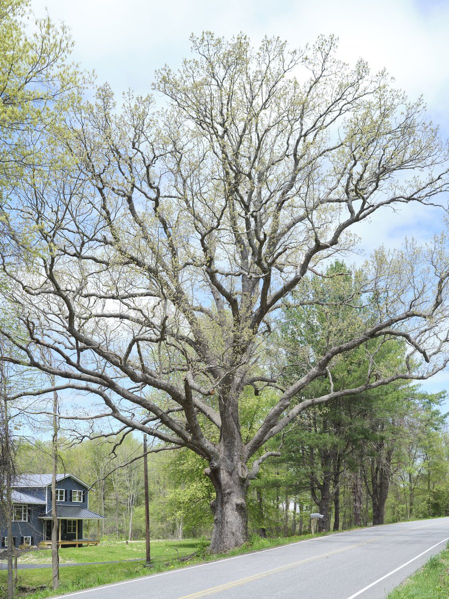 gatheringgrowth's tweet photo. I spend a lot of time driving around looking for trees. Now, after the birth of my son, I find myself in the car even more. I take him along for the ride so he gets a nap in, to immerse him in nature on a hike, and to give my fiancé some quiet time. Enjoy our recent find :) https://t.co/1Fe9ZJJDng