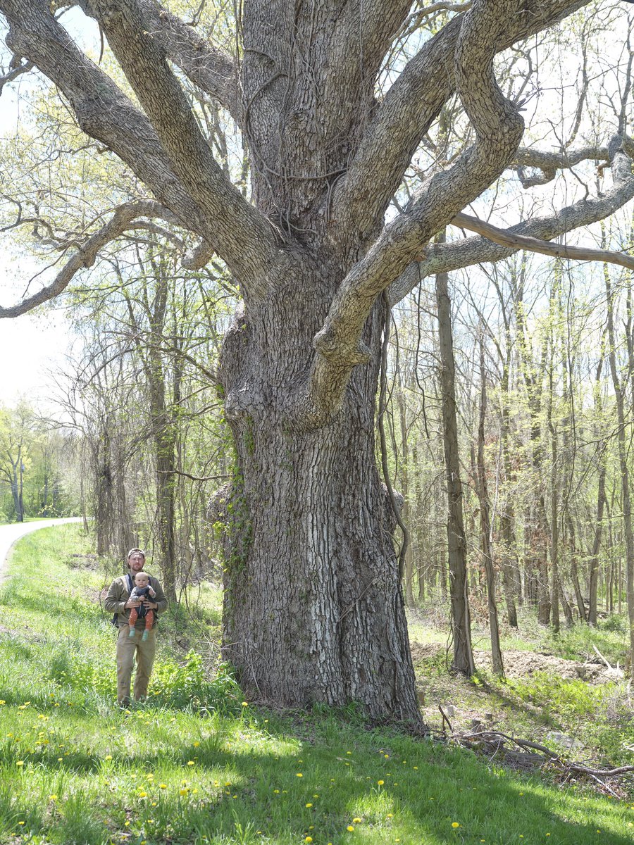 gatheringgrowth's tweet photo. I spend a lot of time driving around looking for trees. Now, after the birth of my son, I find myself in the car even more. I take him along for the ride so he gets a nap in, to immerse him in nature on a hike, and to give my fiancé some quiet time. Enjoy our recent find :) https://t.co/1Fe9ZJJDng