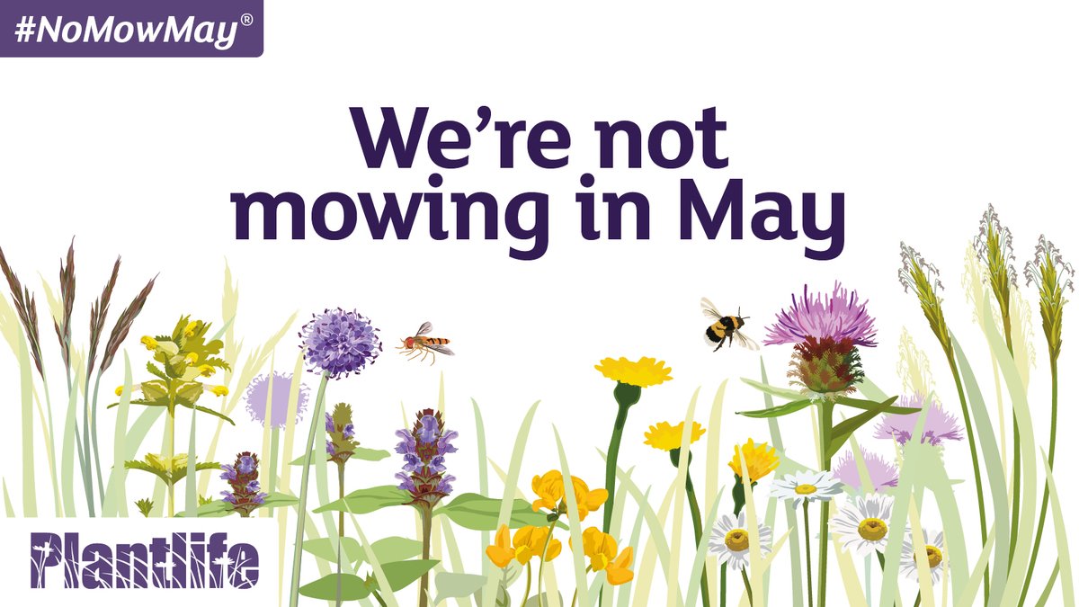 We stand with you insects, flowers and bugs! 

🪱🌼🌞At the Station, we're joining in on not mowing our lawns for May to help wild flowers and struggling pollinators🌞🌼🪱
plantlife.org.uk

#NoMowMay #nature #wildlife #flowerfauna #batandball #sevenoaks #kent #plantlife