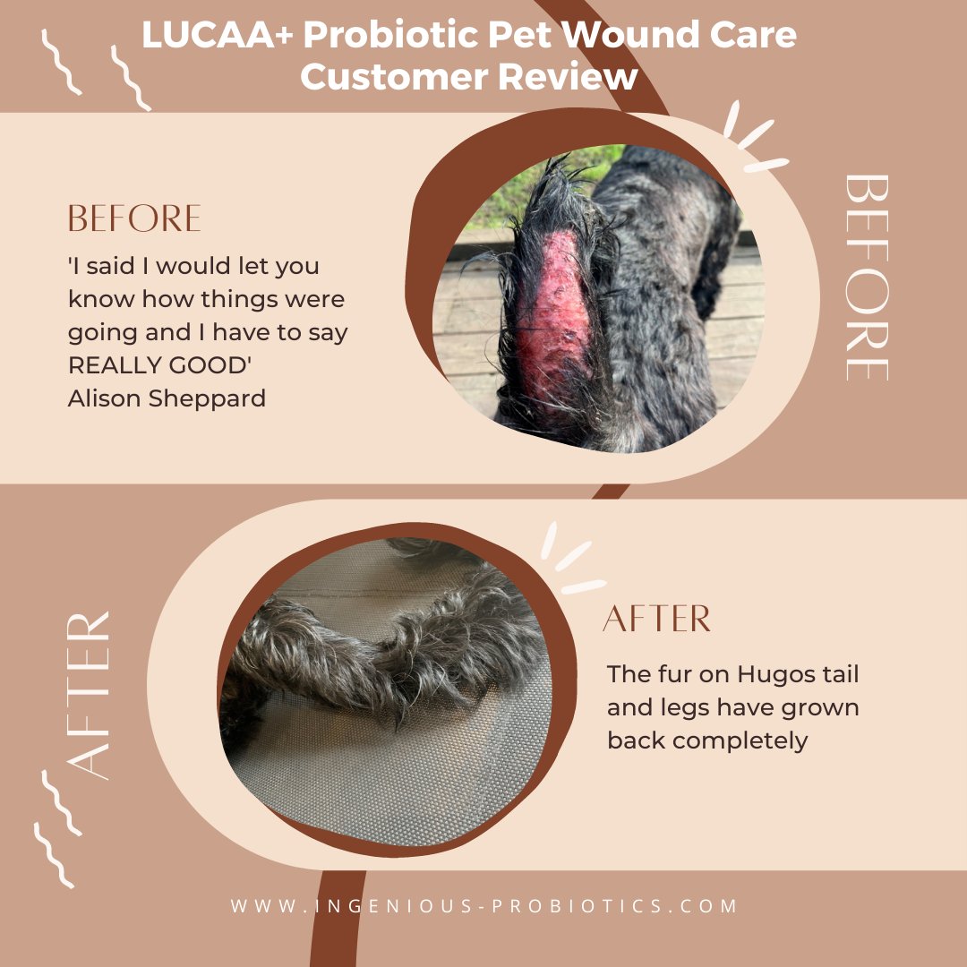 Probiotic Wound Care-
*Facilitates wound healing and recovery.
*Removes organic soils that can cause infection.
*Balances the local microflora by integrating healthy bacteria into the affected environment.
*Prevents infection
*True innovation – scientifically proven.