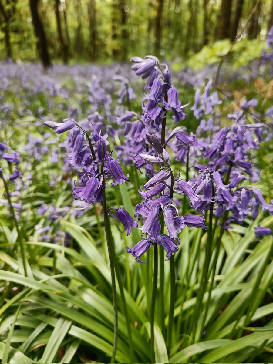 Kat_Shep_Photo's tweet photo. #BluebellSeason is in full swing and it's as beautiful as ever! I love seeing the woods blanketed in these gorgeous flowers 😊
#Bluebells #EnglishBluebells #BluebellSeason2022 #BluebellWoods #Spring2022 #BluebellFamilyPhotoshoot #BlackburnWithDarwen #Darwen #Blackburn https://t.co/LMW7EbRun8
