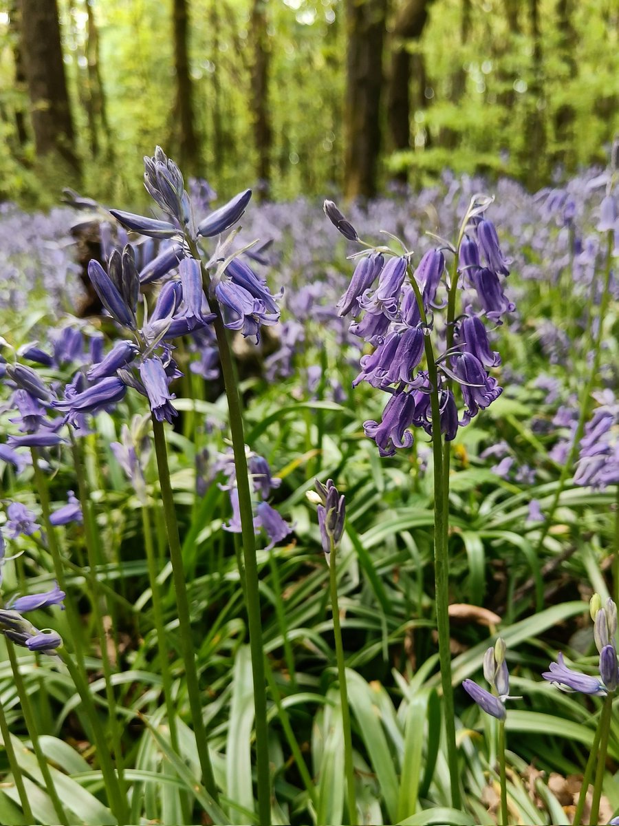 Kat_Shep_Photo's tweet photo. #BluebellSeason is in full swing and it's as beautiful as ever! I love seeing the woods blanketed in these gorgeous flowers 😊
#Bluebells #EnglishBluebells #BluebellSeason2022 #BluebellWoods #Spring2022 #BluebellFamilyPhotoshoot #BlackburnWithDarwen #Darwen #Blackburn https://t.co/LMW7EbRun8