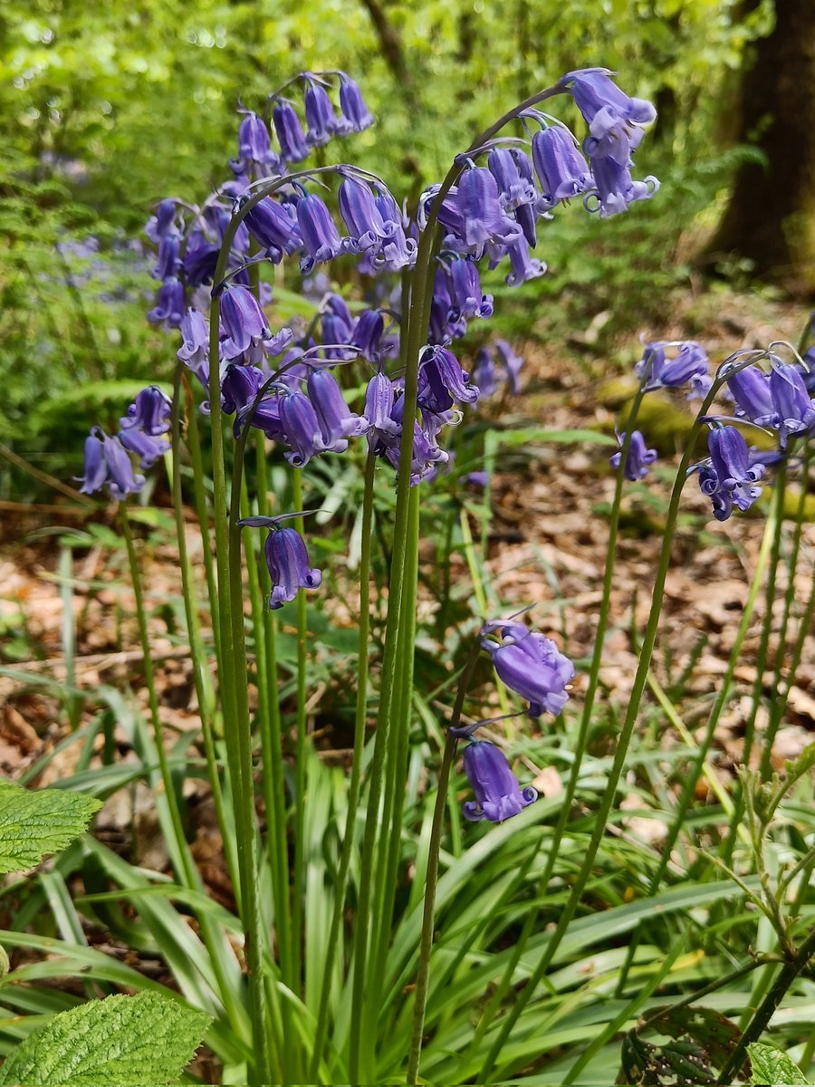 Kat_Shep_Photo's tweet photo. If you'd like an amazing #BluebellFamilyPhotoshoot there's still time to get in touch &amp; book. Hurry though, they won't be here for much longer... #Bluebells #EnglishBluebells #BluebellSeason #BluebellSeason2022 #BluebellWoods #Spring2022 #BlackburnWithDarwen #Darwen #Blackburn https://t.co/v5rOpDA1Jk