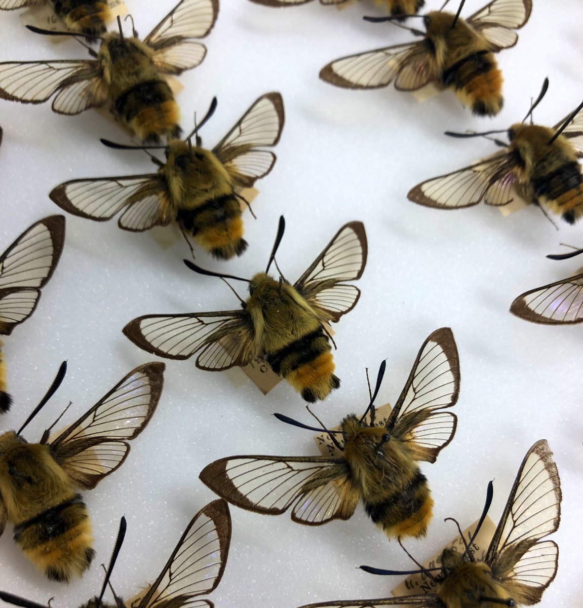 Natural Sciences NMS tweet media