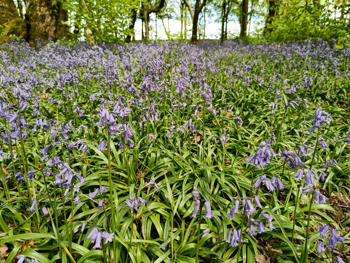 Kat_Shep_Photo's tweet photo. If you'd like an amazing #BluebellFamilyPhotoshoot there's still time to get in touch &amp; book. Hurry though, they won't be here for much longer... #Bluebells #EnglishBluebells #BluebellSeason #BluebellSeason2022 #BluebellWoods #Spring2022 #BlackburnWithDarwen #Darwen #Blackburn https://t.co/v5rOpDA1Jk