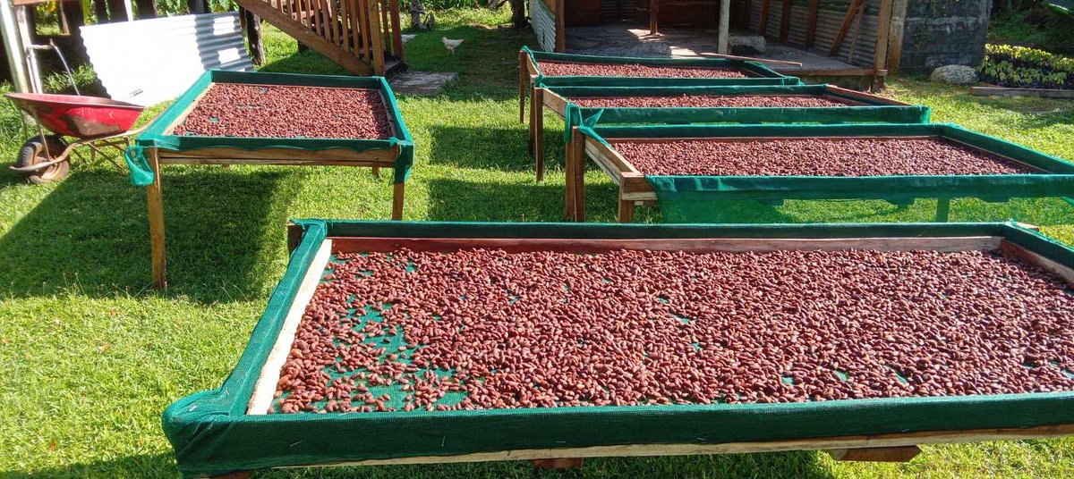 Fermentation to sun drying . Our fermentation lasts up to 7 days with regular turns followed by 7 days of drying beans in the sun .

#beantobar #sundry #cacao #cacaofiji #fijicacao