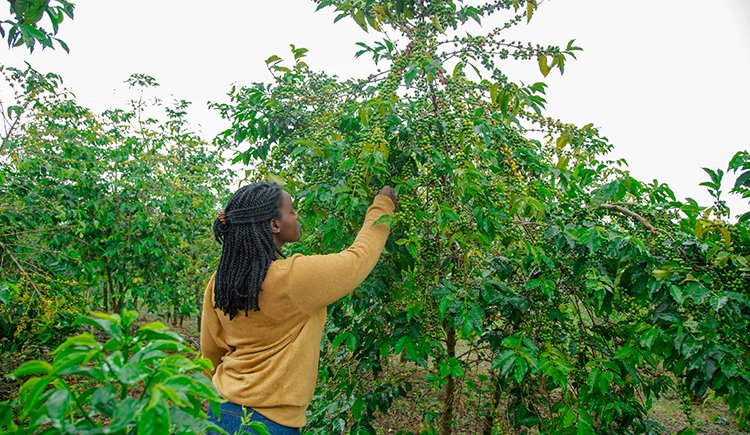 NewTimesRwanda's tweet photo. Smayah Uwajeneza loves preparing and adorning coffee to suit the taste of customers.  

She currently works as a Gorillas Coffee ambassador in Egypt and is a coffee consultant on her own.

She talked to @mbabazijoan11 about coffee and her job as barista.

https://t.co/SLowr0KOUA https://t.co/JmJhQWEsNA