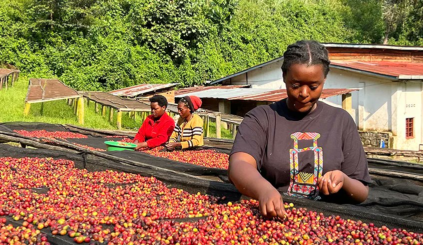 NewTimesRwanda's tweet photo. Smayah Uwajeneza loves preparing and adorning coffee to suit the taste of customers.  

She currently works as a Gorillas Coffee ambassador in Egypt and is a coffee consultant on her own.

She talked to @mbabazijoan11 about coffee and her job as barista.

https://t.co/SLowr0KOUA https://t.co/JmJhQWEsNA